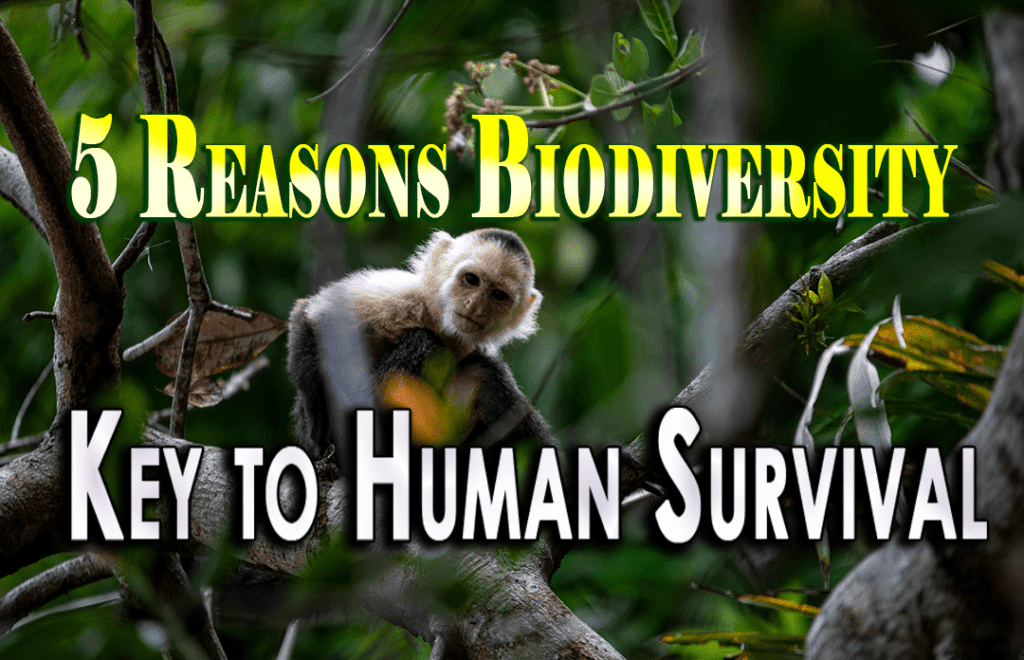 biodiversity and conservation